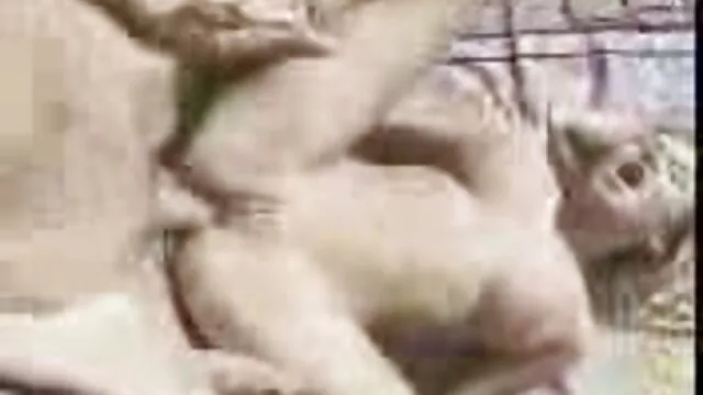 Evelyn Lory xxx วีดีโอ โป๊ และ Silvia Saint ขี่มอเตอร์ไซค์